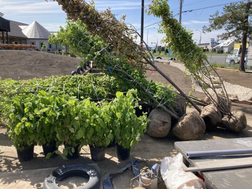 植栽前に並べられた樹木たち